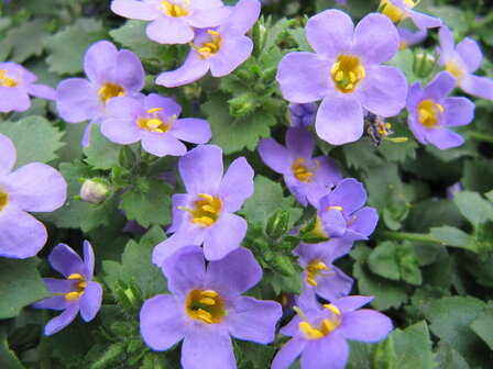 blauw