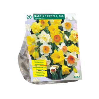 Narcissus trompet, mix