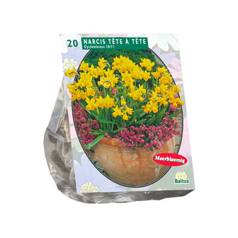 Narcissus mini T&ecirc;te &agrave; T&ecirc;te
