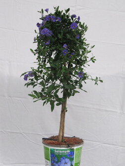 Solanum rantonnettii (19 cm pot)