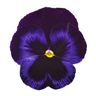 Blue Velvet