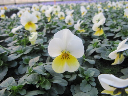 Beacon Yellow
