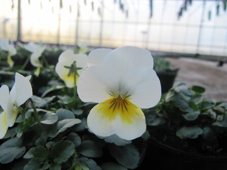 Beacon Yellow