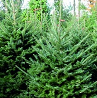 Abies fraseri (pot) - fraserspar