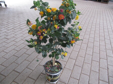 Lantana  (19 cm pot)