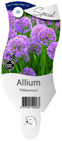 Allium 'Millennium'