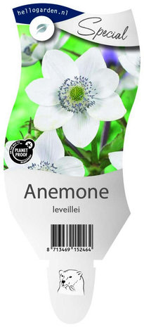 Anemone leveillei