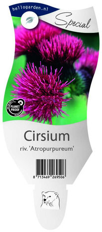 Cirsium rivulare 'Atropurpureum'