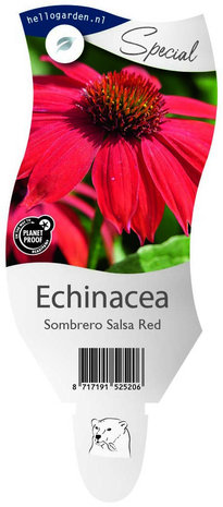 Echinacea Sombrero Salsa Red