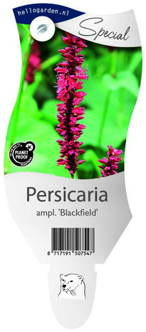 Persicaria amplexicaulis 'Blackfield'