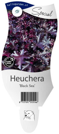 Heuchera 'Black Sea'