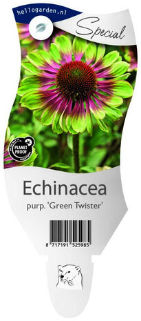 Echinacea Purpurea 'Green Twister'