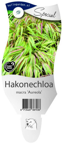 Hakonechloa macra 'Aureola'