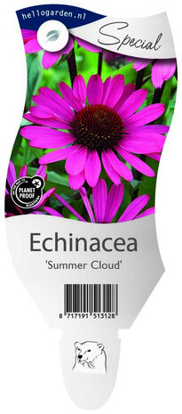 Echinacea Purpurea 'Summer Cloud'