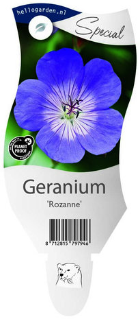 Geranium "Rozanne"