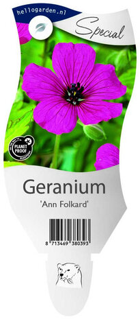 Geranium "Ann Folkard"