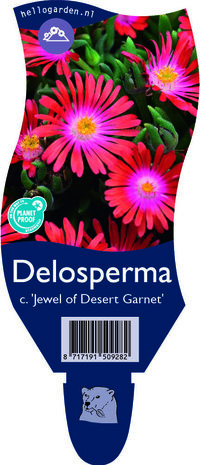 Delosperma congestum  'Jewel of Desert Garnet'