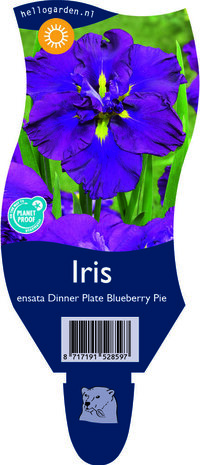 Iris ensata 'Dinner Plate Blueberry Pie'