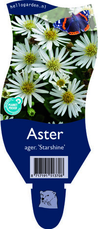 Aster ageratoides 'Starshine'