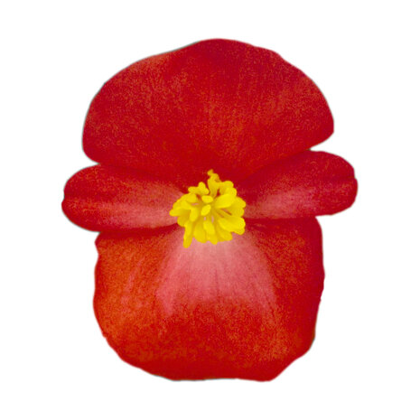 Begonia - rood (donkerblad)