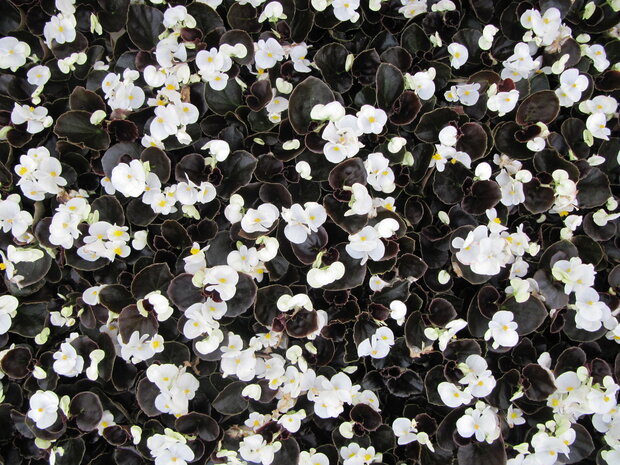 Begonia - wit (donkerblad)