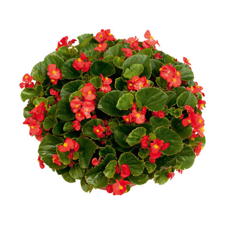 Begonia - rood (lichtblad)