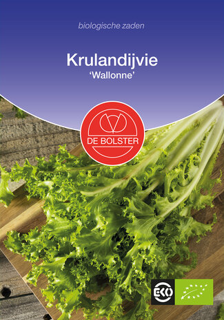 Krulandijvie 'Wallonne'