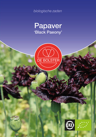 Papaver 'Black Paeony'