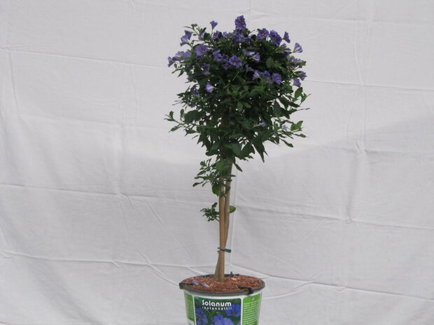 Solanum blauw (19 cm pot)