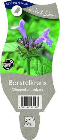 Clinopodium vulgare