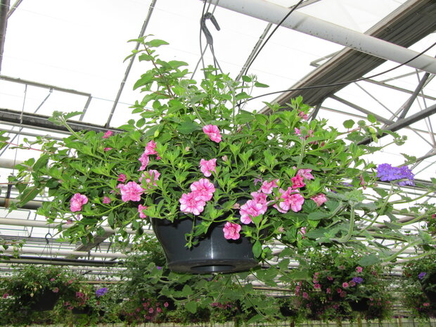 Hangpot 30 cm: Kleur Mix