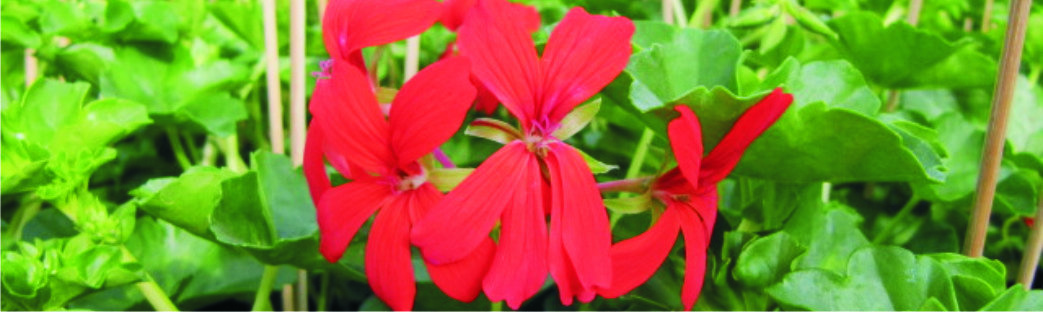 Geranium