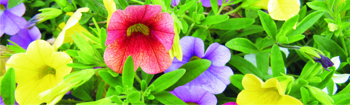 Calibrachoa