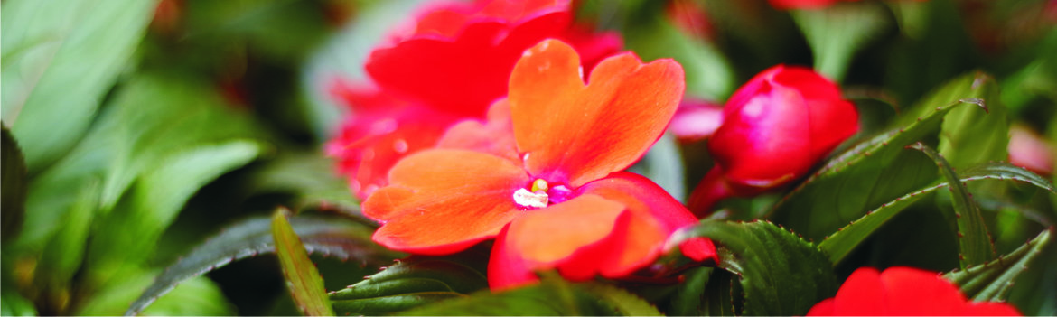 Impatiens-NW-Guinea