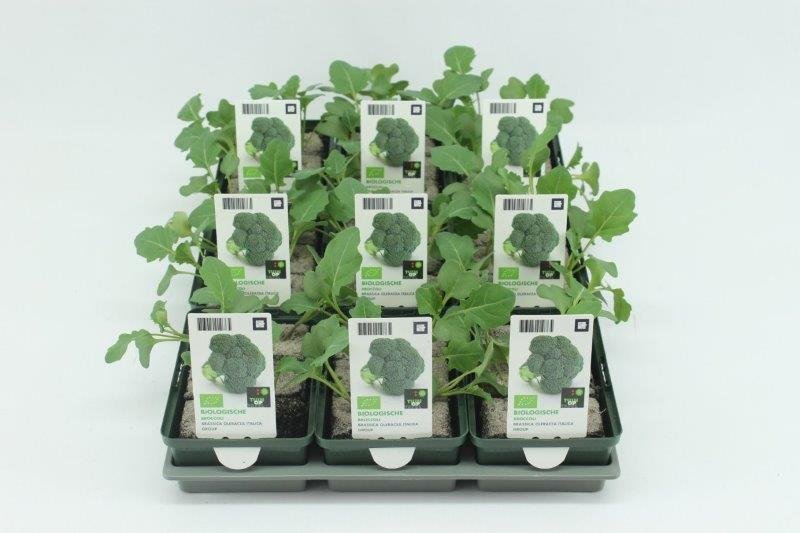 Kool, Broccoli (6-pack) BIO