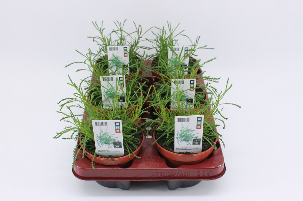 Olijvenkruid (12 cm) BIO