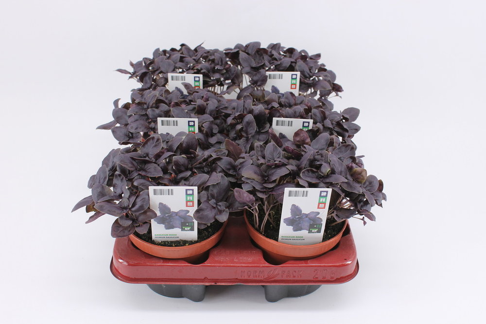 Basilicum, rood (12 cm) BIO