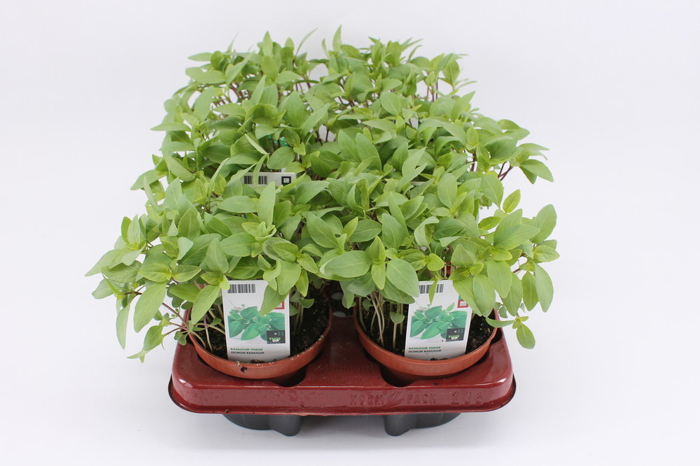 Basilicum, Thaise (12 cm) BIO