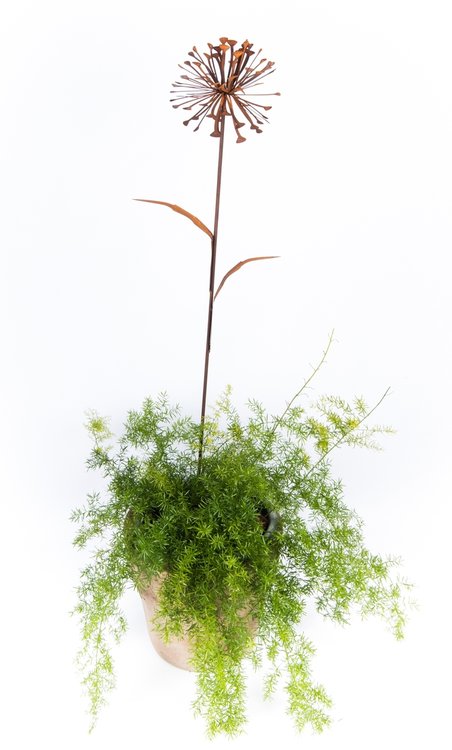 Bloem 5 (Merk: Gerry's Garden)