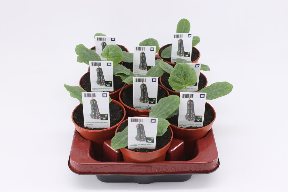 Pompoen, Butternut (12cm) BIO