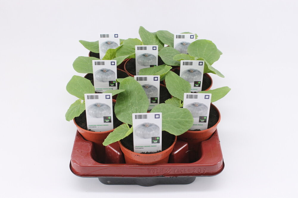 Pompoen, Crown Prince (12cm) BIO