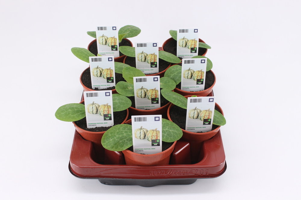 Pompoen, Festival mini (12cm) BIO