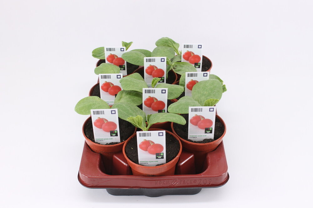 Pompoen, Uchiki Kuri (12cm) BIO