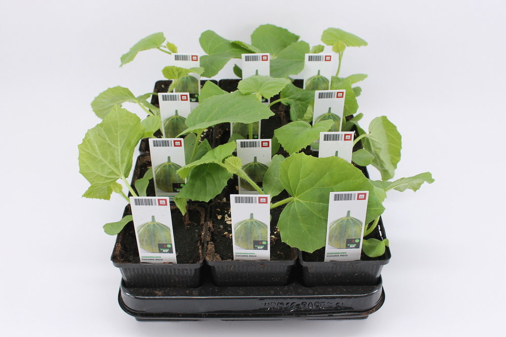 Meloen, Ogen (12 cm)BIO