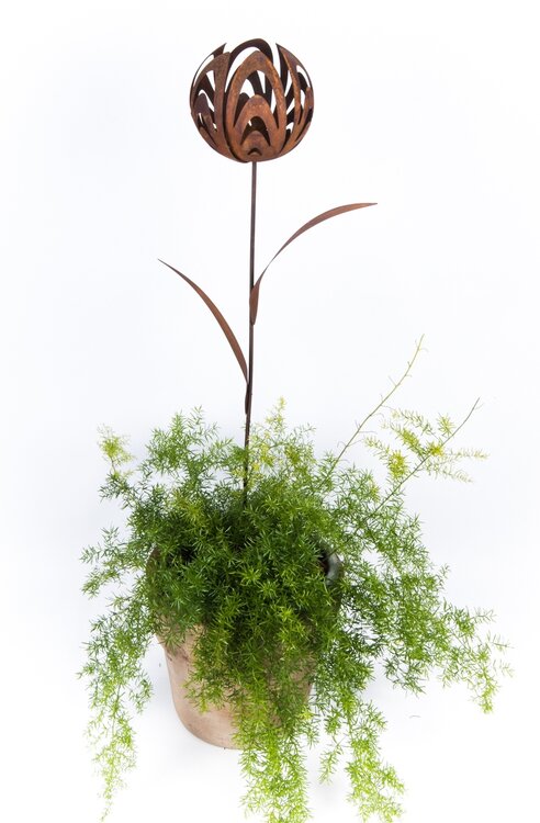 Tulp (Merk: Gerry's Garden)