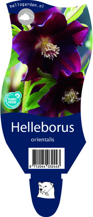Helleborus orientalis