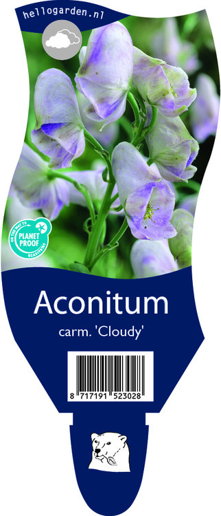Aconitum carmichaelii 'Cloudy'