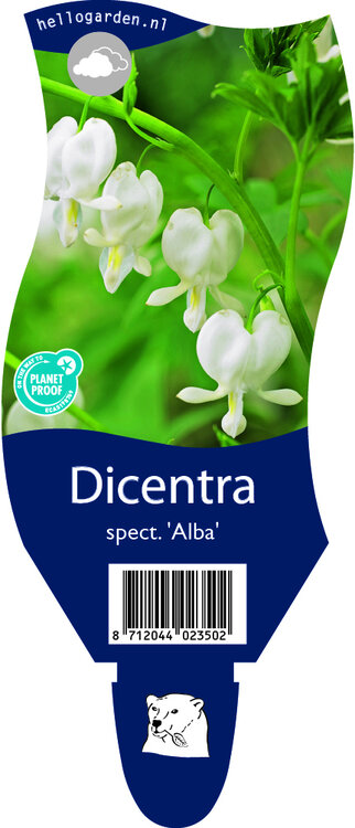 Dicentra spectabilis 'Alba'