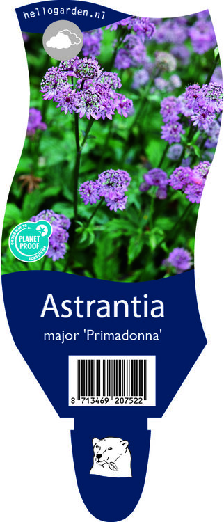 Astrantia major 'Primadonna'