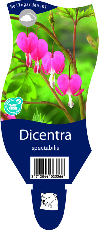 Dicentra spectabilis